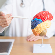 Radiotherapy treatment - doctor with human Brain anatomy model